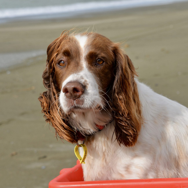 Winnie sitting inside a red plastic container on the beach, her long brown ears ruffled by the breeze.