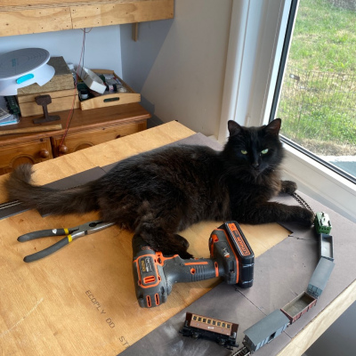 Luna chilling out in Kev's workshop