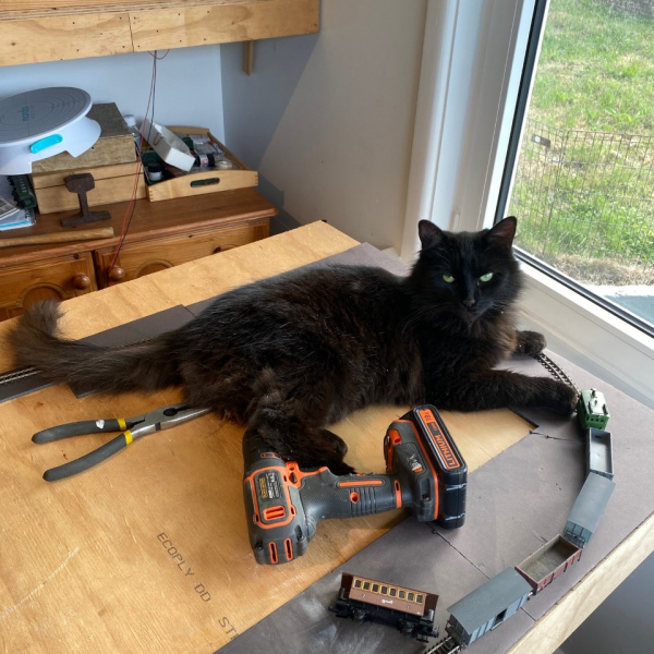 Luna chilling out in Kev's workshop