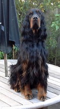 A large long haired dog with floppy ears attempting to look somewhat innocent while sitting on an outside dining table.